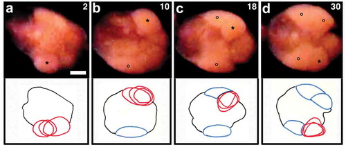 Figure 6. Ventral views of the clitellar region of a worm undergoing deposition of four eggs. Anterior is to the left. (a) first egg; (b) second egg; (c) third egg; (d) fourth egg. Numerals shown in the upper right of each panel indicate the time (sec) after the onset of discharge of the first egg. Asterisks indicate the egg that is emerging. Open circles indicate the egg that has already been deposited. Line drawings shown in the lower part of each panel are tracings of the videos, highlighting the emerging egg (red lines) at the three time points. Eggs outlined in blue are those which have already been deposited. Scale bar = 0.2 mm.