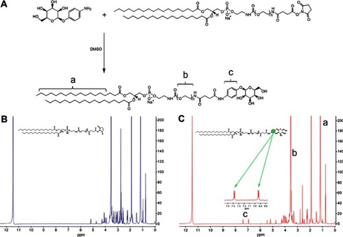 Figure 1 Synthesis and characterization of DSPE-PEG2000-Mannose. (A) Schematic of synthetic DSPE-PEG2000-Mannose. (B) The 1H-NMR spectrum of DSPE-PEG2000. (C) The 1H-NMR spectrum of DSPE-PEG2000-Mannose.Note: a, 1.0–1.5 ppm (DSPE); b, 3.5–4.0 ppm (PEG); c, 6.9–7.5 ppm (phenyl group)Abbreviation: 1H-NMR, 1H-Nuclear Magnetic Resonance.