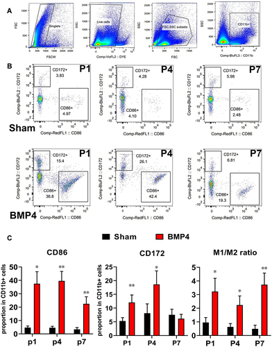 Figure 3 Exogenous BMP4 drove the imbalance of the M1/M2 ratio. (A) The steps and gating strategies of CD11b+ microglia. (B and C) Representative flow cytometry images showed that exogenous BMP4 induces a sustained elevation of CD11b+CD86+ M1 microglia from day 1 to day 7. In the meantime, CD172+CD11b+ M2 microglia increased at day 1 and day 4, then fell to the Sham level at day 7. Moreover, the M1/M2 ratio persistently increased from P1 to P7 throughout the whole 1st week, indicating BMP4 induced a lasting imbalance of M1/M2 ratio. n=3 for each time point for both groups. One-way ANOVA, followed by Sidak’s multiple comparisons test were performed to analyze the statistical differences. *Represented P<0.05 and **Represented P<0.01 compared with the Sham group.