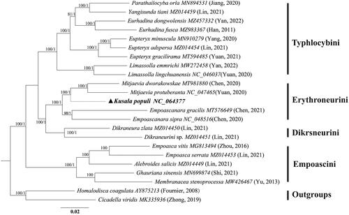 Figure 3. Phylogenetic tree based on 23 species reconstructed using mitochondrial 13PCGs. The first and second numbers to the left of each node denote the ultrafast bootstrap value (UBP) for ML analysis and the Bayesian posterior probability (BPP) for Bayesian inference.
