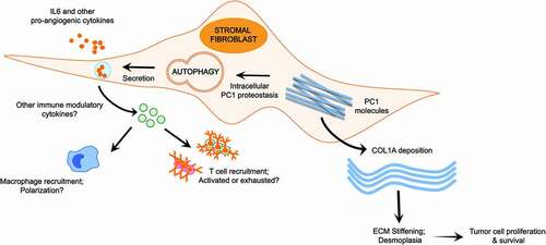 Figure 1. Autophagy in stromal fibroblasts supports desmoplasia and tumor growth in trans. Enhanced COL1A deposition and inflammatory cell recruitment are hallmarks of tumor desmoplasia. Autophagy in stromal fibroblasts promotes the degradation of misfolded type 1 pro-collagen (PC1), which maintains cellular proteostasis and enables the efficient secretion of COL1A necessary for creating the stiff fibrotic matrix found in desmoplastic stroma. At the same time, stromal fibroblast autophagy facilitates the secretion of IL6 and other pro-angiogenic and immune-modulatory cytokines. This enables the recruitment of both innate and adaptive immune cells to the tumor microenvironment (TME). Collectively, these pathways create a hospitable TME for tumor cell proliferation and survival. As a result, stromal fibroblast autophagy promotes tumor growth