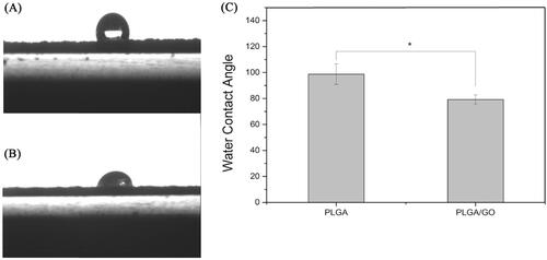 Figure 3. Water contact angle of pure PLGA nanofibres (A) and PLGA/GO nanofibres (B). (C) Average water contact angle of PLGA and PLGA/GO nanofibers. (*, p < .05, n = 4).