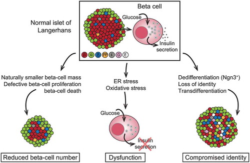 Figure 2. Models for beta-cell failure in T2D. Different colors indicate different islet cell type. ε, ghrelin; G, gastrin; E, endocrine cell with empty granules (no hormone produced). ‘Metabolic Stress and Compromised Identity of Pancreatic Beta Cells’ by Swisa A et al. is licensed under CC BY 4.0