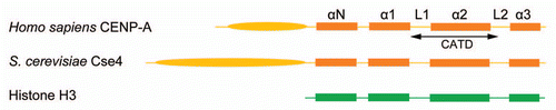 Figure 2 The standard histone H3 and centromere specific histone H3 (cenH3) organizations are compared between budding yeast and humans. The N-terminal tail of S. cerevisiae Cse4 is longer than that of human CENP-A. The sub-organizations within their conserved C-terminal histone fold domains are shown. The CENP-A targeting domain (CATD) differs from the corresponding H3 region by multiple amino acid substitutions. A subset of these changes is responsible for the reversal of surface charge within the bulged loop L1 between CENP-A and H3. The CENP-A-CENPA and CENPA-histoneH4 interfaces are thus altered significantly from H3-H3 and H3-H4 interfaces, respectively.Citation29