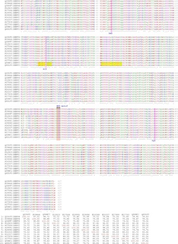 Figure 1 Multiple sequence alignment of NS5 RNA-dependent RNA polymerases of the different dengue virus serotypes (above) and the corresponding percent identitity matrix (below).Notes: Pink boxes indicate the aminoacid position of M343, T413, and R737 for DENV-3 considering the full length of NS5 (MTase N-terminal + RdRp C-terminal) or the equivalent position for the other serotypes. Yellow boxes indicate missing residues in the crystallographic data. Orange boxes indicate the GDD motif. For each sequence, the UniProt code for the full polyprotein of the virus | SEROTYPE is indicated.Abbreviation: NS5, nonstructural protein 5.