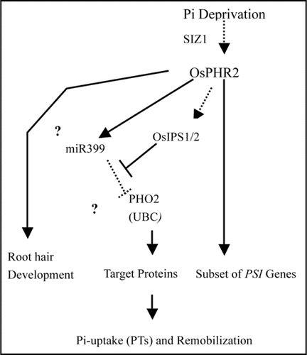 Figure 2 Hypothetical model for OsPHR2 regulated Pi-signaling pathway.