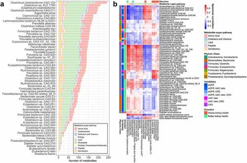 Figure 4. Serum metabolites are associated with kidney-related gut microbiome species (N = 700). (a) Number of serum metabolites (out of 773 named metabolites) associated with kidney trait-related species in Spearman correlation analysis at an FDR-adjusted p-value (q-value) <0.05. Species were clr-transformed and metabolites were inverse-normal transformed for analysis. Only species related to kidney traits in ANCOM2 analysis were included. (b) Spearman correlations of species and kidney trait-related microbiome scores with serum metabolites. Only metabolites that were correlated with at least 1 of these species (q < 0.05) with |r| ≥ 0.3 were included in the heatmap. Species are annotated on the side with taxonomic class, variable(s) they were associated with in ANCOM2, and direction of association with kidney health. Metabolites are annotated on the top with their super-pathway classification, and direction of correlation with eGFR (only if q < 0.05 for correlation with eGFR). *q < 0.05.