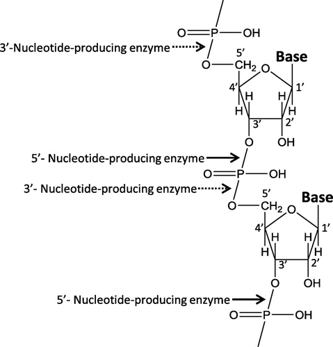 Fig. 3. RNA phosphodiester bond cleavage by phosphodiesterase.