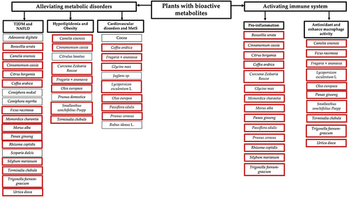 Figure 2 Plants that alleviate metabolic disorders and activate the immune system. The thin black outline denotes the plants that have been reported clinically solely for their activity in metabolic disorder and their mechanisms in immune system have not been reported in details. While the boxes with a red outline signify that the plants are reported not only for their benefit in metabolic disorders clinically but also affect multiple biochemical pathways in immune system.