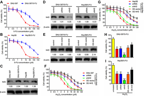 Figure 2 As2O3 in combination with siNrf2 decreased cell viability of 5-FU-resistant HCC cells. (A and B) Cell viability was assessed using the MTT assay in (A) SNU-387 and SNU-387/5-FU and (B) Hep3B and Hep3B/5-FU cells after incubation with increasing concentrations of 5-FU for 72 h. (C) Nrf2 expression was detected using Western blotting and expressed as a fold-change relative to the parental cell lines. β-actin was used as the internal reference. (D and E) Using lentiviral vectors carrying siRNA targeting Nrf2 (siNrf2) or the Nrf2 gene (OE-Nrf2), Nrf2 was knocked down or overexpressed, respectively, in SNU-387/5-FU and Hep3B/5-FU cells. Western blotting was performed to detect Nrf2 expression. (F and G) The impact of Nrf2 knockdown or overexpression combined with different concentrations of As2O3 on the growth of (F) SNU-387 and SNU-387/5-FU and (G) Hep3B and Hep3B/5-FU cells was studied using the MTT assay. (H and I) The viability of (H) SNU-387/5-FU and (I) Hep3B/5-FU cells treated with or without 20 μM As2O3 for 72 h was measured using the MTT assay. All data are expressed as mean ± SEM. *P < 0.05; **P < 0.01; ***P < 0.001; versus the untreated group.