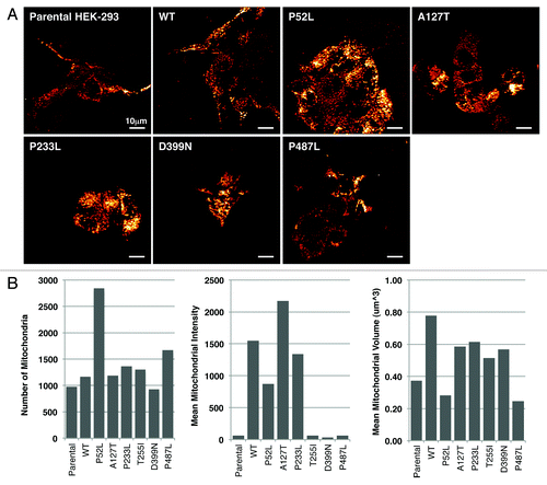 Figure 2. (A) Live-cell confocal images of HEK-293 cells expressing various mutants of PXN labelled with MitoTracker Red. The panel represents single time point photographs of untransfected parental HEK-293 cells, wild-type and mutant PXN. (B) Multiple images analysed with Imaris software show the number of mitochondria, mean intensity of MitoTracker Red indicating mitochondrial energy levels, and mean volume (indicating the level of average mitochondrial volume).