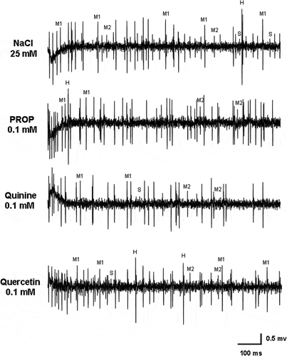 Figure 8. Samples of spike discharges from the Long type sensilla in Ceratitis capitata responding to 25 mM sodium chloride (NaCl), 0.1 mM 6-n-propyl-thiouracil (PROP), 0.1 mM quinine and 0.1 mM quercetin, respectively. Traces show spikes during the first second after stimulation.