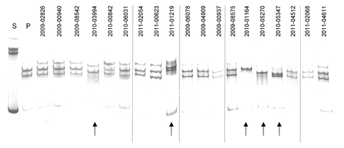 Figure 1. New genetic variants among A(H1N1)pdm09 isolates collected at Taiwan between 2009–2011 detected by MSSCP genotyping. RT-PCR products of hemagglutinin gene obtained from pandemic Taiwan A(H1N1)pdm09 virus isolates, as well as reference seasonal (s) and pandemic (p) strains of influenza virus A(H1N1)pdm09 were denatured and ssDNA’s were separated on a 9% polyacrylamide gel using MSSCP method under optimum electrophoretic conditions. DNA bands were visualized with silver stain. Strains are indicated as follows: s – reference seasonal strain, p – reference pandemic strains. Taiwan isolates are described with symbols listed in Table 1. Note the presence of five distinct MSSCP electrophoretic profiles (arrows at the bottom of the figure) (samples number: 2010–03994, 2011–01219, 2010–01164, 2010–05270, 2010–05347) among samples, which based on RT-PCR assay, were classified as A(H1N1)pdm09 strain. Dividing lines indicate grouping of images from different parts of the same gel.