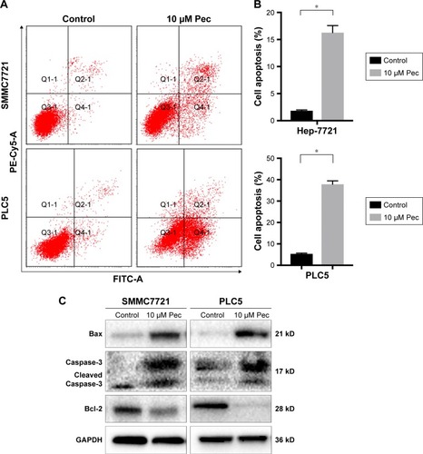 Figure 2 Pectolinarigenin caused apoptosis of SMMC7721 and PLC5 cells.