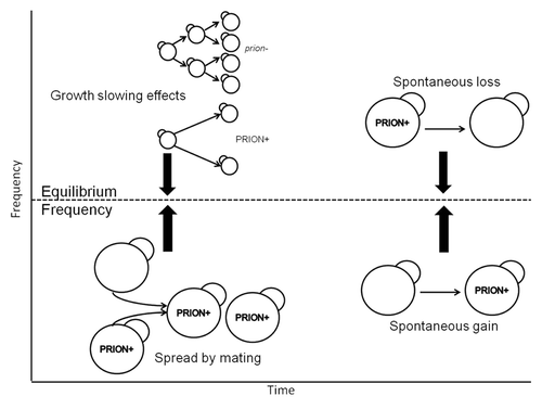 Figure 1. The equilibrium frequency of prions in wild populations is determined by spread, growth slowing effects and loss/gain of the prion state.