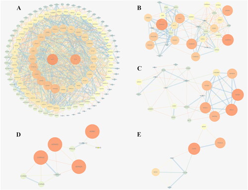 Figure 3. Protein–protein interaction (PPI) network and cluster analysis of the disease targets. (A) PPI network of the common targets. The orange nodes in the middle represent the target genes; the darker the color and the larger the node is, the greater the degree value. (B–E) Top four clustering graphs for the PPI network of common targets.