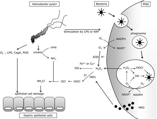 Figure 1. H. pylori-induced oxidative stress in stomach. LPS: lipopolysaccharide; NAP: neutrophil-activating protein; PMN: polymorphonuclear neutrophil; CagA: cytotoxin-associated gene A; PGN: peptidoglycan; MPO: myeloperoxidase; H2O2: hydrogen peroxide; NH2Cl: monocloramine; OCl−: hypochlorite ion; NADP+/NADPH: nicotinamide adenine dinucleotide phosphate/reduced form of NADP+.
