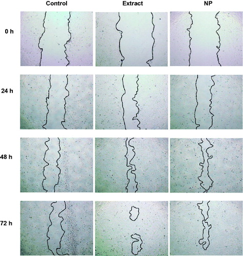 Figure 4. Micrographs showing the coverage of scratched wounds by HO-1-N-1 in the absence or presence of Pluchea indica leaf extract and Pluchea indica leaf extract NPs. (A) Negative control (serum free medium); (B) Pluchea indica leaf extract at 62.5 μg/mL; and (C) Pluchea indica leaf extract NPs at 62.5 μg/mL. The dash lines marked the boundaries of the scratched wounds.