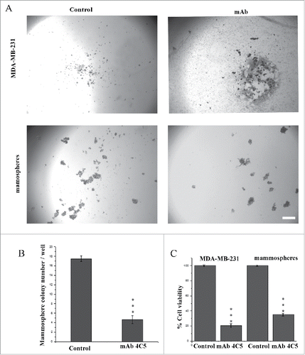 Figure 3. MAb4C5 inhibits colony formation of BCSCs. (A) Anchorage-independent assay using MDA-MB-231cells and mammospheres, in the absence (left panel) or presence (right panel) of mAb4C5. (B) Addition of mAb4C5 resulted in a 73.3% decrease in the number of newly-formed colonies with respect to the controls. (C) quantification of cell viability of all cases studied. Values presented are the mean ± SEM from 3 independent experiments.***p value < 0.0001. Bars correspond to 200 μm.