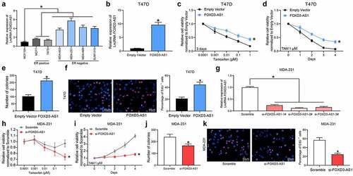 Figure 1. Silencing of FOXD3-AS1 increases the sensitivity of BC cells to TMX. A, expression of FOXD3-AS1 in BC cell lines and normal MCF10A cells, and in ER+ and ER- cell lines was determined using RT-qPCR. B, FOXD3-AS1 overexpressing vector and the corresponding empty vector were transfected into T47D (ER+) cells, and then FOXD3-AS1 expression in cells was determined using RT-qPCR. C-F, cells with overexpression of FOXD1-AS1 were treated with TMX, after which the cell viability and growth were identified by MTT (c-d), colony formation (e) and EdU labeling (f) assays. G, siRNAs targeting FOXD3-AS1 and the corresponding siRNA scramble were transfected into MDA-MB-231 cells, after which FOXD3-AS1 expression in cells was determined using RT-qPCR. H-K, cells with silencing of FOXD1-AS1 were treated with TMX, and then the cell viability and growth were identified by MTT (h-i), colony formation (j) and EdU labeling (k) assays. Repetition = 3. Data were exhibited as mean ± SD. In panels B, E, F, J and K, data were analyzed using unpaired t test, while data in panels A and G were analyzed using one-way ANOVA and data in panels C, D, H and I were analyzed using two-way ANOVA. Tukey’s multiple comparison test was used for post hoc test after ANOVA; *, p < 0.05