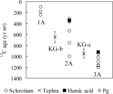 Figure 3  Distribution of 14C ages of sclerotium in the profile of Myoko Asadaira soil. KG-b, Koyaike ash-b; KG-c, Koyaike ash-c.