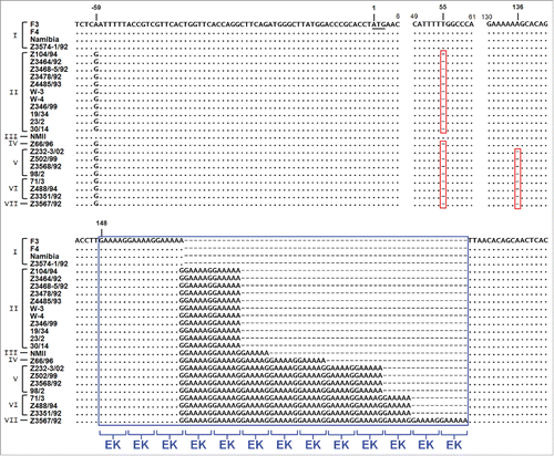 Figure 4. Genomic plasticity in the caeA gene. Genomic DNA of 25 C. burnetii isolates was prepared, the gene caeA and flanking regions was amplified and sequenced, and a multiple sequence alignment was performed. The illustrated alignment includes 63 bp upstream of the start codon (underlined) and the first 182–240 bp of the caeA open reading frame. Nucleotides matching in all isolates are marked by a dot and single base deletions are indicated by a dash in a red box. Non-displayed regions (positions 7–48 and 62–129) are identical in all isolates. Within the sequence of caeA each isolate contains a GAA AAG/A (EK) motif with a different number (3 to 13) of repetitions (blue box). Strains were grouped into 7 clusters (I to VII) according to their EK-repetition motif profile. The first base deletion (nt∼55) results in a frame shift and premature stop codon ‘TAA’ at bp 61 to 63, the second base deletion (nt∼136) similarly provokes a ‘TAA’ stop codon immediately downstream of the GAA AAG/A motif.