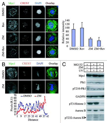 Figure 5. Kinase activity of Aurora B is indispensable for Mps1 binding to kinetochores in metaphase upon UV-C irradiation. (A) Effect of Aurora B inhibition on Mps1 location in prometaphase. SW480 cells were treated with Nocodazole for 12 h after STA, then MG132, Aurora B inhibitor ZM447439 (ZM) and/or Rev as indicated were added. The cells were then fixed and subjected to IF staining for Mps1, kinetochores and DNA. Representative prometaphase cells and the quantitative results are shown. (B) Effect of Aurora B inhibition on Mps1 location in metaphase upon UV-C irradiation. The SW480 cells were released from Nocodazole and co-incubated with MG132 plus reagents as indicated before UV-C irradiation. They were imaged after staining with anti-Mps1 antibody (NT, Millipore), CREST serum and DAPI. Representative metaphase cells and the quantitative results are shown. The Mps1 level on kinetochore upon ZM or ZM plus Reversine treatment is statistically lower than that with DMSO or Reversine treatment (p < 0.0001) (C) UV-C treatment increases Aurora B phosphorylation at T232. Mitotic SW480 cells were collected by shaking off after Nocodazole treatment and released into fresh DMEM with reagents as indicated. After 1.5 h, the cells were exposed to UV-C and collected for western blotting with antibody as indicated. ZM, ZM447439; Rev, Reversine.