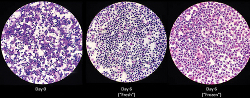 Figure 1. Differential staining of primary cells obtained from bone marrow. Primary cells collected from bone marrowand subjected to centrifugation using cytospinand stained with diff quik immediately (day 0), after 6 days in macrophage differentiating media containing L929 (day 6 “fresh”), or following cryopreservation in liquid nitrogen, resuscitation, and culture for 6 days in macrophage differentiating media (day 6 “frozen”). Differential staining was performed on BMDMs isolated from three individual mice. Images at 40X magnification depict representative staining from one mouse.