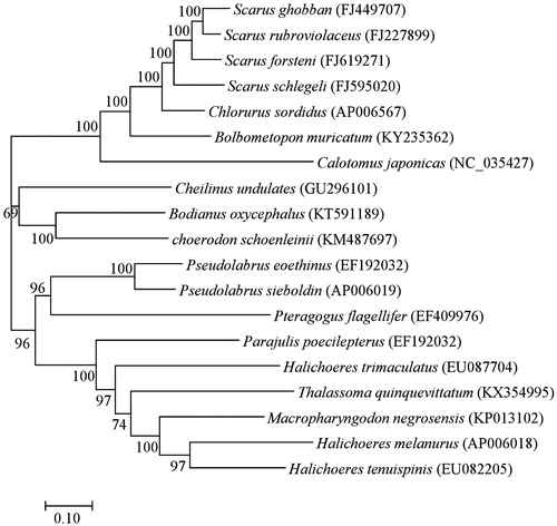 Figure 1. Molecular phylogenetic analysis of mitochondrial (mt) 13 protein-coding genes (PCGs) in 19 species of Labridae. The phylogenetic tree was constructed using maximum-likelihood (ML) method based on the GTR + G + I (Nei and KumarCitation2000) as the best nucleotide substitution model based on Akaike information criterion (AIC) (AkaikeCitation1974). The rate variation model allowed for some sites to be evolutionarily invariable. Percentages of trees where associated taxa were clustered together were shown next to branches. Evolutionary analyses were conducted using the MEGA7 (Kumar et al.Citation2016).