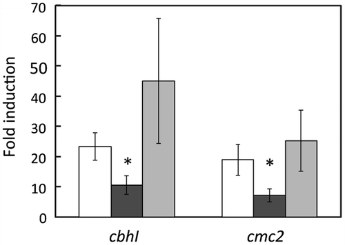 Fig. 2. Quantitative real-time PCR analysis of cbhI and cmc2 expression in the presence of 1% (w/v) cellobiose supplemented with 50 μg/ml 1-deoxynojirimycin in the MR12 parental strain (white bars), ΔdppIV (black bars), and dppIV+ (gray bars).