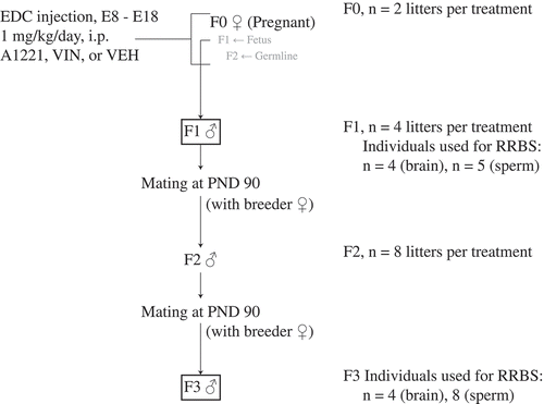 Figure 8. The breeding scheme that was used to produce F1 and F3 lineage rats for analysis is shown. Briefly, pregnant F0 dams were treated with a 1 mg/kg/day i.p. injection of either A1221, VIN, or vehicle (VEH: 6% DMSO in sesame oil) from embryonic (E) day 8–18. At the time of treatment, the F1 fetus and the F2 germline are directly exposed. F1 males were mated at PND 90 to colony acclimated breeder females purchased from Harlan. F2 males from the resulting litter were mated to untreated  breeder females at PND 90 resulting in an F3 litter. Only F1 (directly exposed) and F3 (ancestrally exposed) males were used in these experiments.