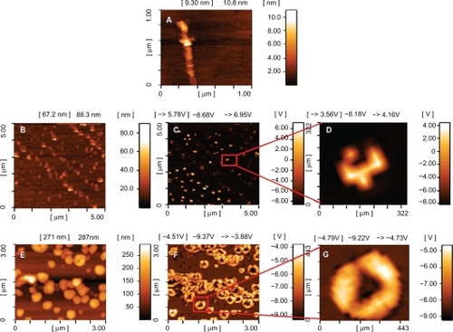 Figure 3 Atomic force microscopy images of A) oxidized MWNTs, B–D) MWNT-g-PCA and E–G) MWNT-g-PCA-PTX conjugates on mica surface. A, B, and E are topographic and C, D, F, and G are phase contrast images.Abbreviations: MWNT, multiwalled carbon nanotube; PCA, poly citric acid; PTX, paclitaxel.