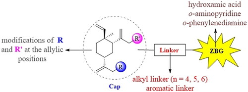 Figure 3. SARs summary of histone deacetylase inhibitors derived from β-elemene scaffold.