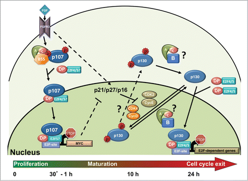 Figure 3. FGF induces rapid activation of B55α/PP2A holoenzymes, p107 dephosphorylation and activation, and cell cycle exit and maturation in chondrocytes. FGF stimulation through the FGFR3 receptor in chondrocytes leads to increased but transient formation of a B55α-δ/PP2A holoenzyme complexes with p107. This results in a shift on p107 localization from predominantly cytoplasmic to nuclear, formation of complexes with E2F4 and likely other E2Fs, and rapid recruitment to the c-MYC promoter, coinciding with its downregulation. p130 remains hyperphosphorylated as CDK4 and CDK2 remain active and may not be actively targeted by B55α/PP2A holoenzymes to switch the equilibrium toward dephosphorylation until CDK activity decreases. p21, p27 and p16 CKI activities increase by different means and appear to trigger inactivation of CDK4 and CDK2 coinciding with p130 and pRB dephosphorylation that occurs 10-15 hours post FGF stimulation. By 24 hrs. chondrocytes have exited the cell cycle and p130 and E2F4 are found at the promoters of cell cycle genes. Because hyperphosphorylated p107 is only detected in the cytoplasmic cellular fractions and this form is rapidly downregulated in the cytoplasm concomitantly with appearance of hypophosphorylated p107 in the nucleus upon FGF stimulation, it seems likely that this dephosphorylation occurs in the cytoplasm. Whether the same is true for p130 is less clear. p130 levels are very low in the absence of FGF stimulation and do not accumulate in the nucleus until several hours post-FGF treatment. While p130 phosphorylation by CDKs is likely occurring in the nucleus, the dephosphorylation step could conceivably occur either in the nucleus or the cytoplasm, hence the question marks for the PP2A reactions and the shuttling of phosphorylated p130 into the cytoplasm.Citation39 See text for additional details.