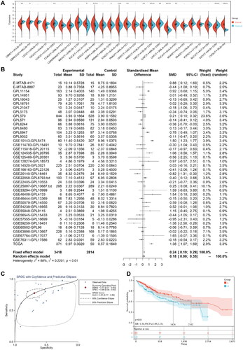 Figure 3. (A) Differential expression of NDST2 between tumor and non-tumor tissues among 26 types of TCGA cancers. (B) Data analysis from GEO, ArrayExpress, and TCGA databases comparing HCC tumors with non-tumor tissues, verifying the high expression of NDST2 in HCC. (C) sROC curve evaluating the potential of NDST2 differential expression as a discriminator in HCC (p = 0.01). (D) Cox regression analysis identifying the predictive value of NDST2 for overall survival in HCC patients.