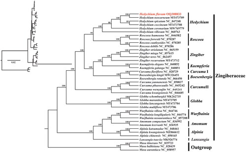 Figure 3. The maximum likelihood tree of H. flavum and its related relatives based on the complete chloroplast genomes. Bootstrap values were shown next to the nodes. The following sequences were used: Alpinia chinensis NC_050165 (Mei et al. Citation2020), A. katsumadae NC_048461 (Li et al. Citation2020), A. kwangsiensis MZ066612 (Zhang et al. Citation2021), Amomum compactum NC_036992 (Wu et al. Citation2018), A. krervanh NC_036935 (Wu et al. Citation2017), Boesenbergia kingii MW326451 (Liang and Chen Citation2021), B. rotunda NC_066450 (Liew et al. Citation2022), Curcuma flaviflora NC_028729 (Zhang et al. Citation2016), C. kwangsiensis NC_046685 (Gui et al. Citation2020), C. phaeocaulis NC_045242, C. wenyujin NC_045241 (Kim et al. Citation2021), C. yunnanensis NC_050037 (Liang et al. Citation2020), Globba lancangensis MT473704, G. marantina MT473705, G. multiflora MT473706, G. schomburgkii MK262735 (Li et al. Citation2021), H. coccineum MT473708 (Li et al. Citation2021), H. coronarium MW769779 (Yang et al. Citation2021), H. neocarneum MT473709 (Li et al. Citation2021), H. spicatum NC_047248 (Unpublished), H. villosum NC_060763 (Yang et al. Citation2021), Kaempferia elegans NC_040852, K. galanga NC_040851 (Li et al. Citation2019), Lanxangia tsao-ko MK926774 (Ma and Lu Citation2020), Musa aurantiaca NC_058957 (Feng et al. Citation2020), M. balbisiana NC_028439 (Niu et al. Citation2018), M. itinerans NC_035723 (Zhang et al. Citation2019), Roscoea cautleyoides NC_070285 (Unpublished), R. debilis NC_070286 (Unpublished), R. forrestii NC_070287 (Unpublished), R. humeana NC_046582 (Zhu et al. Citation2019), Wurfbainia longiligularis NC_044774 (Cui et al. Citation2019), W. neoaurantiaca NC_057208 (Li et al. Citation2019), W. villosa NC_044746 (Cui et al. Citation2019), Zingiber mioga NC_057615 (Unpublished), Z. recurvatum MT473712 (Li et al. Citation2021), Z. striolatum NC_065159 (Tian et al. Citation2023), Z. teres NC_062457 (Unpublished).
