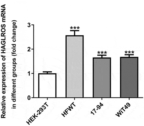 Figure 1. HAGLROS expression is upregulated in several nephroblastoma cell lines. qRT-PCR was performed to detect HAGLROS mRNA expression in nephroblastoma cells and control cell line HEK-293 T. ***P < 0.001 vs HEK-293 T.