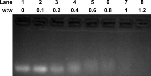 Figure 2 Agarose gel electrophoresis-retardation assay of PEG-SS-PLL/siRNA complex at different weight ratios.Abbreviations: PEG-SS-PLL, polyethylene glycol–poly(ε-benzyloxycarbonyl-l-lysine); siRNA, small interfering RNA.