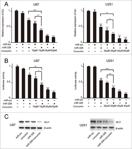 Figure 4. Overexpression of miR-326 combined with curcumin treatment decreased GLI1 expression. (A) Real-time PCR analysis of GLI1 expression in U87 and U251 cells following miR-326 transfection and curcumin treatment for 24 h. (B) U87 and U251 cells were transfected with miR-326 or miR-Scr followed by cotransfection of a firefly luciferase reporter construct containing 8 consecutive consensus GLI1-binding sites (8×-GLI). Cells were then treated as indicated with solvent DMSO (control) or curcumin. Both firefly and Renilla luciferase activities were quantified using the Dual-Luciferase Reporter Assay System and normalized with Renilla luciferase activity. The data represent the mean ± SEM of 3 replicates (*P < 0.05; **P < 0.01, and ***P < 0.001). (C) Western blot assay showing protein GLI1 expression in glioma cells treated with miR-326, curcumin, and their combination.
