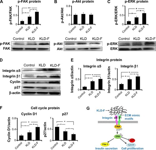 Figure 6 Mechanism of functionalized self-assembling peptide inducing β-cell proliferation.Notes: (A–C) Western blot for p-FAK/FAK, p-Akt/Akt, and p-ERK/ERK after 1 day of culture, and quantitative analysis of protein level. (D–F) Western blot for integrin α5 and β1, cyclin D1, and p21 after 1 day of culture, and quantitative analysis of protein level (*P<0.05, **P<0.01). (G) Schematic map of signaling pathways. KLD-F binds to integrin α5 and β1, subsequently activating FAK/ERK and downstream cyclin D1 as well as inhibiting p27 signaling, finally promoting β-cell proliferation.Abbreviations: ECM, extracellular matrix; FAK, focal adhesion kinase; ERK, extracellular signal-regulated kinase.