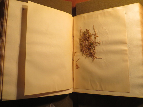 FIGURE 5 Dried herbs (possibly thyme) in the New York Academy of Medicine’s copy of Boerhaave, A New Method of Chemistry, between pages 80 and 81.