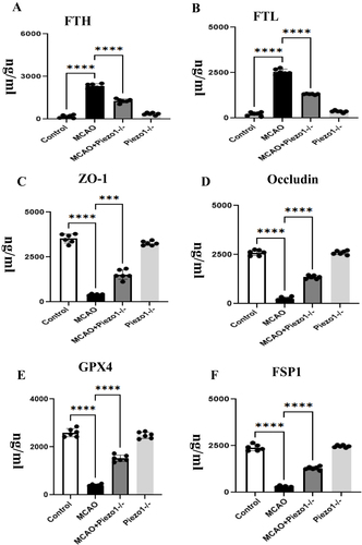 Figure 6 Piezo1 knockout improves ferroptosis and blood-brain barrier permeability.Ferroptosis was quantified by Elisa in endothelial cells. Interventions with Piezo1 knockout resulted in increased expression levels of ZO-1, occludin, and GPX4, while decreasing the expression levels of FTH, FSP1, and FTL (A–F). Compared to the control group, the MCAO group increased the expression levels of FTH (A) and FTL (B), decreased the expression levels of GPX4 (E) and increased the expression levels of FSP1 (F).. The expression of occludin and ZO-1 in each group is shown in E and F. ***P <0.05, ****P <0.01. Scale bars: A–X 50 μm.