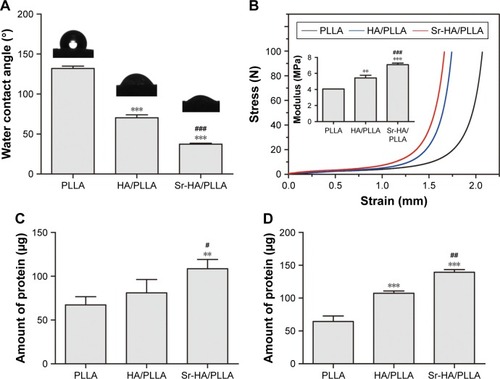 Figure 3 The water contact angle, stress strain, and protein absorption of different porous scaffolds.Notes: (A) Water contact angle of porous scaffolds. (B) Stress strain of porous scaffolds; inset in (B) represents the compressive modulus of porous scaffolds. (C) The amounts of absorbed protein of porous scaffolds in the 10% BSA. (D) The amounts of absorbed protein of porous scaffolds in the α-MEM with 10% FBS. **P < 0.01, ***P < 0.001 vs PLLA, #P < 0.05, ##P < 0.01, and ###P < 0.001 indicated as Sr-HA/PLLA vs HA/PLLA.Abbreviations: BSA, bovine serum albumin; α-MEM, minimum essential medium alpha medium; FBS, fetal bovine serum; PLLA, poly(l-lactic acid); Sr-HA/PLLA, strontium-doped hydroxyapatite on porous poly(l-lactic acid); HA/PLLA, hydroxyapatite on porous poly(l-lactic acid).
