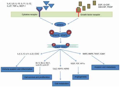 Figure 1 Schematic model for the role of STAT3 pathway in various physiological processes.