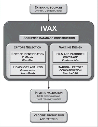 Figure 3. Integration of iVAX into the epitope-driven vaccine development pipeline. A development pathway from genome to vaccine is shown. Pathogen-derived genetic sequences obtained from various sources are initially built into a database in iVAX. T cell epitope vaccine candidates are selected using epitope identification and homology algorithms according to user-defined preferences for HLA coverage, pathogen strain coverage and T cell cross-reactivity. Vaccine construction algorithms assemble epitope ensembles into multi-epitope sequences containing the necessary and sufficient epitope content to activate strong T cell responses specific to the target pathogen. iVAX accelerates epitope identification in comparison with experimental methods using overlapping peptide libraries, for example. In silico predictions are confirmed using in vitro methods and vaccines are produced and tested for immunogenicity and efficacy.