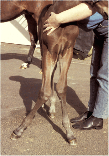 Figure 2: Moderately severe bilateral carpal valgus in a young foal