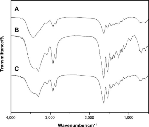 Figure 2 FTIR of MAC (A), MAC microsphere (B), and BSA-loaded (C) microspheres.Abbreviations: BSA, bovine serum albumin; FTIR, Fourier transform infrared spectrometry; MAC, multi-(amino acid) copolymer.