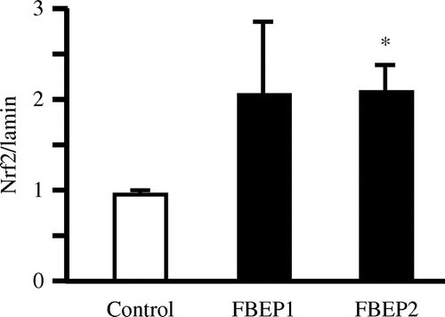 Fig. 5. Effects of FBEP administration on Nrf2 by western blot analysis.Notes: Each lane was loaded with 20 μg protein. Data have been normalized with lamin A/C. Values are expressed as mean ± SEM, n = 6; *p < 0.05 denotes a significant difference when compared with the control group.