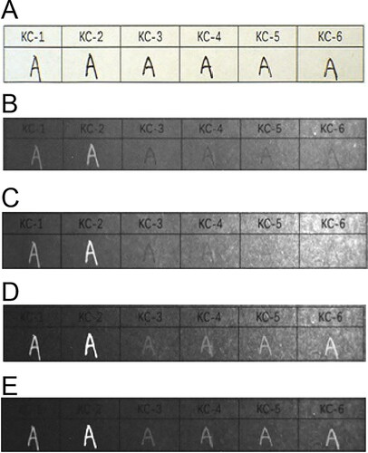 Figure 10. Changes in six types of black erasable gel ink on printing paper with original diagram under visible light (A) and fluorescence absorption diagram under infrared luminescence (IRL) conditions with 400 to 485 nm spot filters and 645 nm long-pass filter (B), 445 to 570 nm spot filters and 645 nm long-pass filter (C), 515 to 640 nm spot filters and 695 nm long-pass filter (D), and 545 to 675 nm spot filters and 725 nm long-pass filter (E).