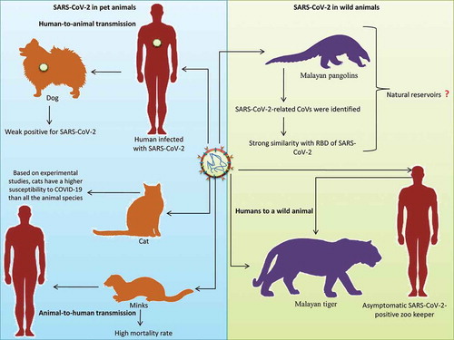 Figure 2. SARS-CoV-2 in animals. Pet animals like dog, cat and minks; wild animals like Malayan pangolins, Malayan tiger were infected with SARS-CoV-2. Human to animal transmission was suspected in dog and Malayan tiger infection while animal to human transmission was reported from mink to human